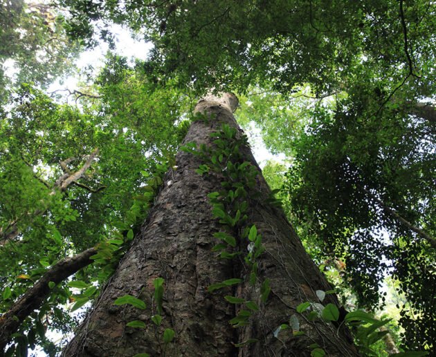 The Tallest Tree in Africa: 7 Powerful Facts That Will Truly Amaze You