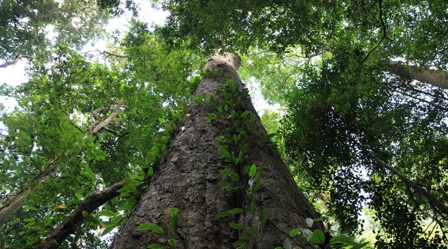 The Tallest Tree in Africa: 7 Powerful Facts That Will Truly Amaze You