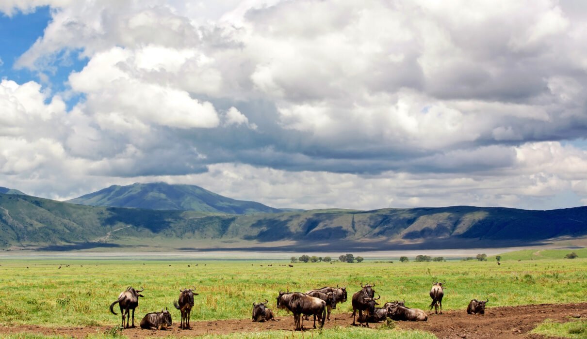 Hakuna Matata: Meaning and Cultural Significance – 7 Powerful Cultural Truths You Should Know