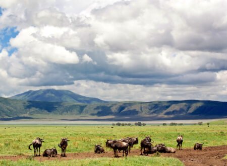 Hakuna Matata: Meaning and Cultural Significance – 7 Powerful Cultural Truths You Should Know