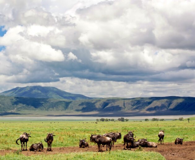 Hakuna Matata: Meaning and Cultural Significance – 7 Powerful Cultural Truths You Should Know