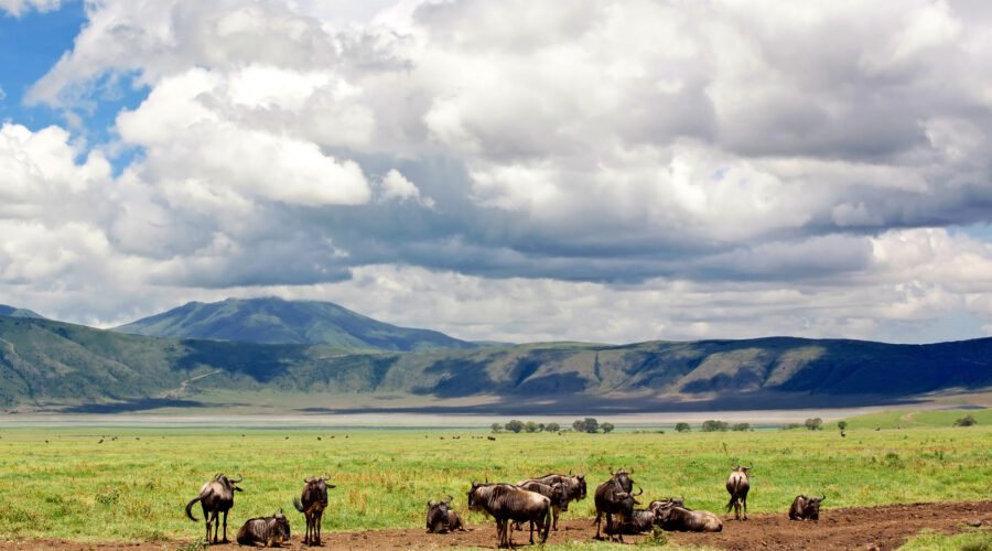 Hakuna Matata: Meaning and Cultural Significance – 7 Powerful Cultural Truths You Should Know