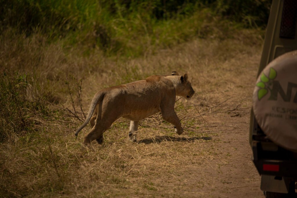 7 Powerful What to Do in Tanzania in Seven Days Itinerary Ideas (2026–2028) 7 Powerful What to Do in Tanzania in Seven Days Itinerary Ideas (2026–2028)