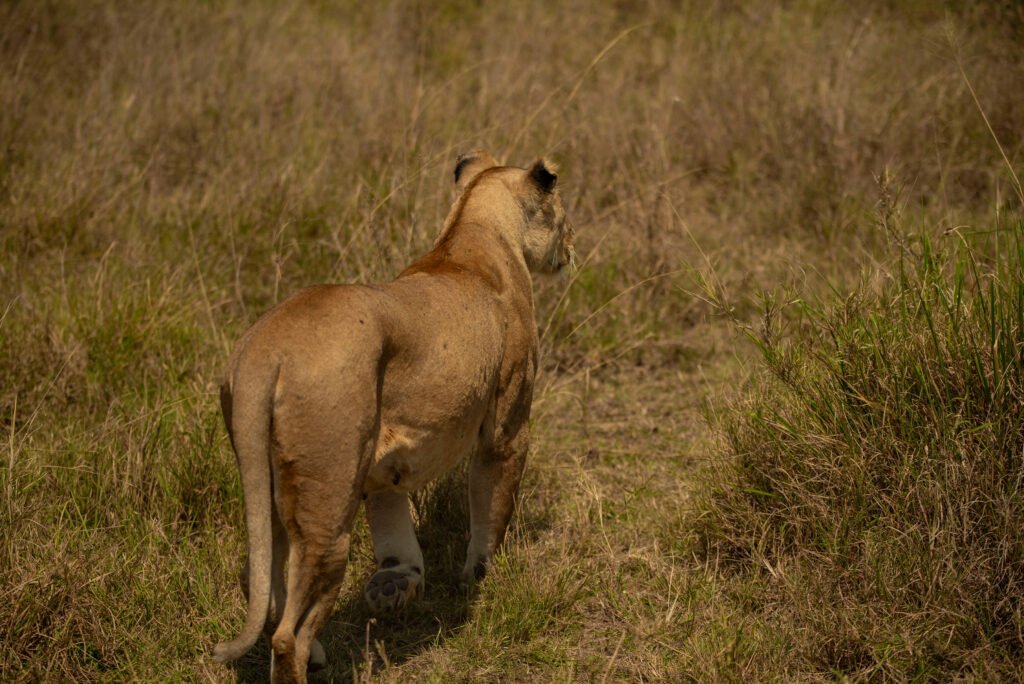 Tanzania Safaris: 1 Ultimate Luxury Bespoke Holidays Guide for 2026/2027/2028 Tanzania Safaris: 1 Ultimate Luxury Bespoke Holidays Guide for 2026/2027/2028