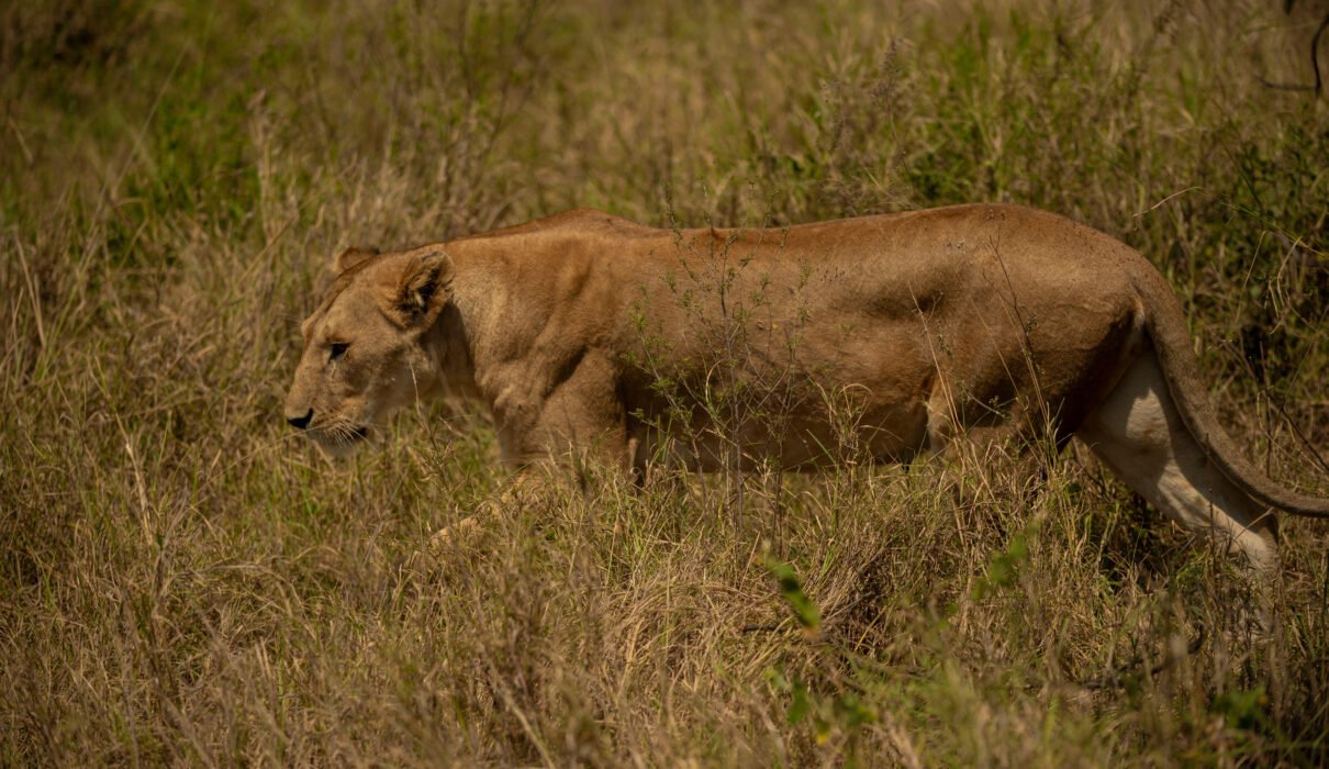 7 Days Safari with Focus on Big Five Sightings 2026/2027/2028 – Ultimate Luxury Adventure Guide