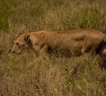 7 Days Safari with Focus on Big Five Sightings 2026/2027/2028 – Ultimate Luxury Adventure Guide