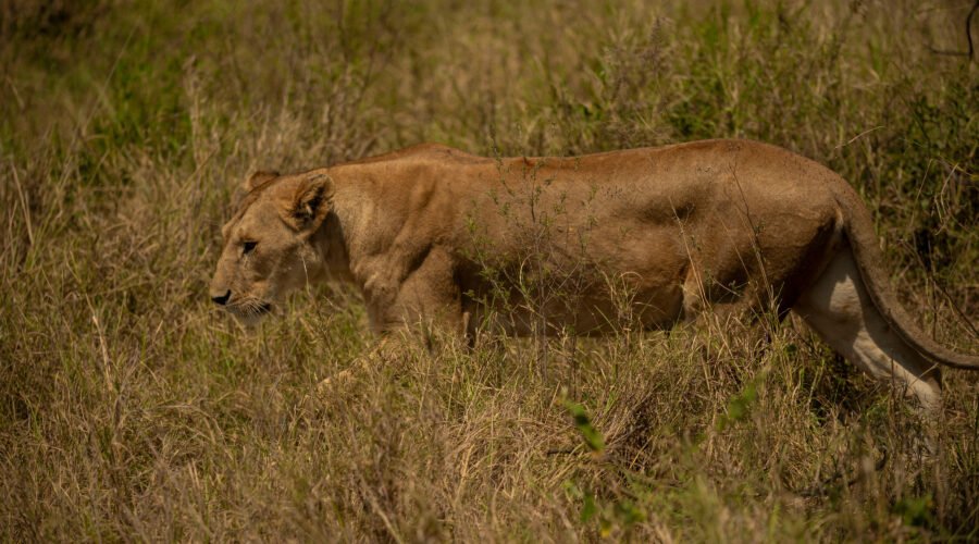 6 Days Serengeti Supreme — Tanzania Safari DMC: 1 Ultimate Luxury Experience 2026, 2027 & 2028