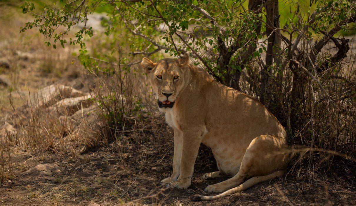 2 Days Tanzania Safari to Tarangire and Ngorongoro Crater from Moshi – 1 Smart Big Game Escape 2026, 2027 & 2028