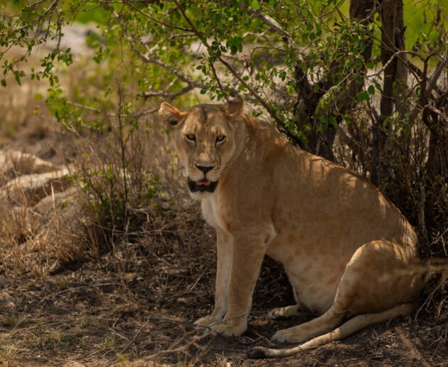 2 Days Tanzania Safari to Tarangire and Ngorongoro Crater from Moshi – 1 Smart Big Game Escape 2026, 2027 & 2028