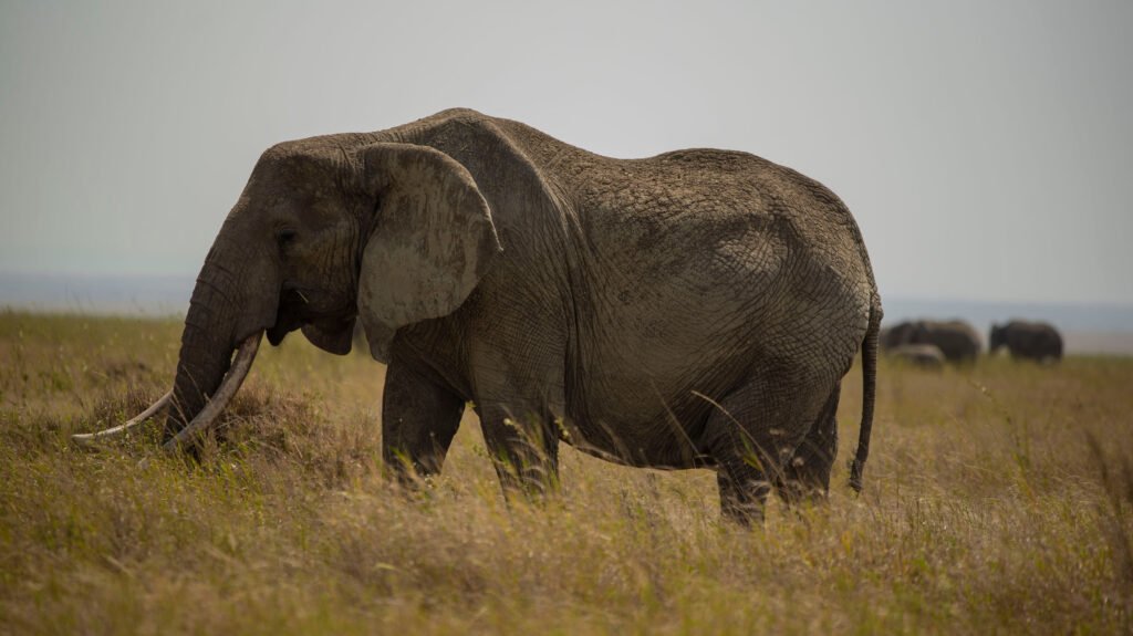 4-Days Tanzania Big 5 Budget Tour to Tarangire, Ngorongoro (2026/2027/2028) – 2 Parks, 1 Powerful Safari