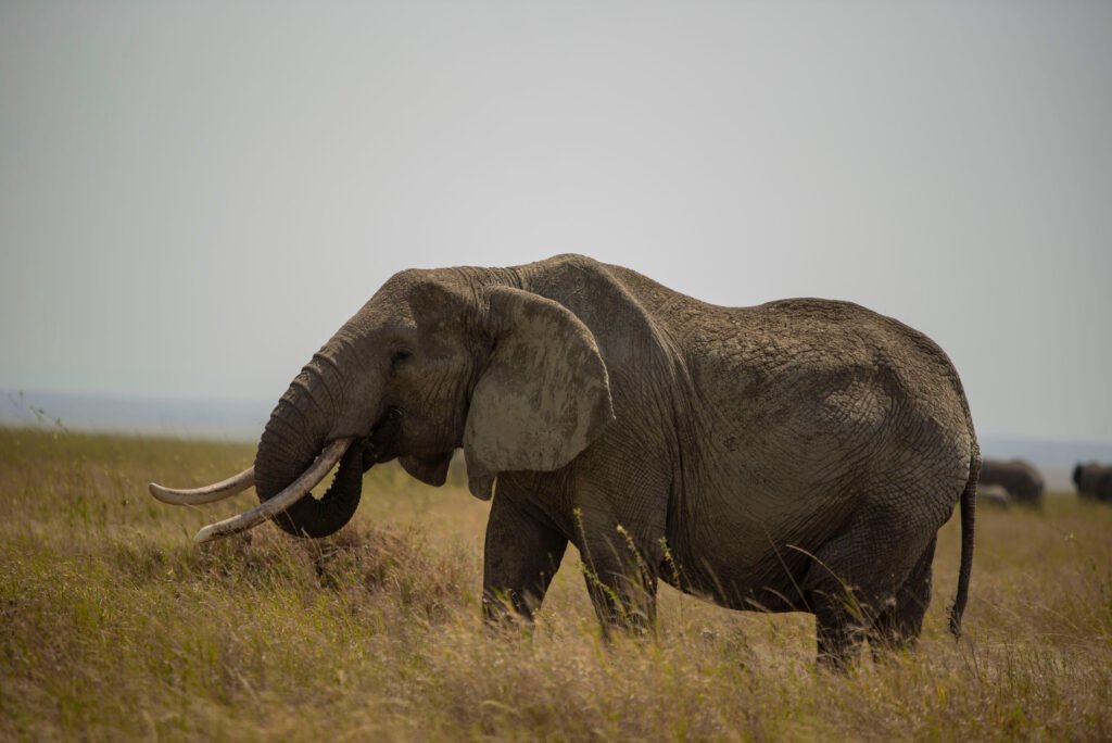 7 Days Safari with Focus on Big Five Sightings 2026/2027/2028 – Ultimate Luxury Adventure Guide