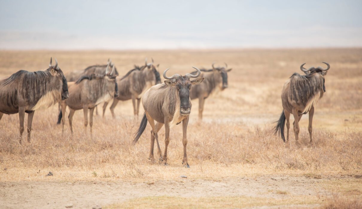 4 Days Tanzania Great Mid-Range Safari 2026/2027/2028 – 1 Smart Wildlife Adventure