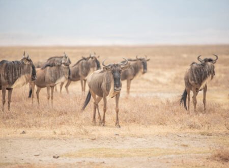 Arusha 7 Days Great Migration Safari - BOOK NOW: 1 Ultimate Wildlife Experience 2026, 2027 & 2028