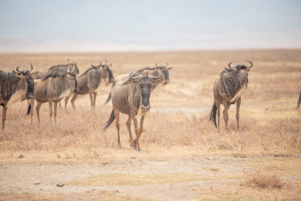 Wildebeest Migration Safari River Crossing - 6 Days 2026/2027/2028: Ultimate Serengeti Adventure You Cannot Miss