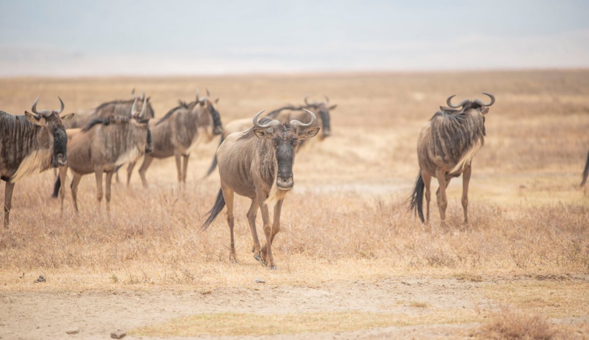 The Ultimate Tanzania Great Migration Safari (September) – 1 Powerful Guide for 2026, 2027 & 2028