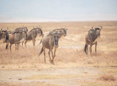 Luxury Great Migration Safaris - Serengeti & Nyerere Parks – 1 Elite Experience 2026, 2027 & 2028