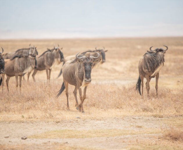 Luxury Great Migration Safaris - Serengeti & Nyerere Parks – 1 Elite Experience 2026, 2027 & 2028