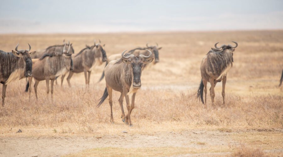 Tanzania Safari Experience Built Around the Great Migration 2026/2027/2028 – 7 Powerful Reasons to Book Now