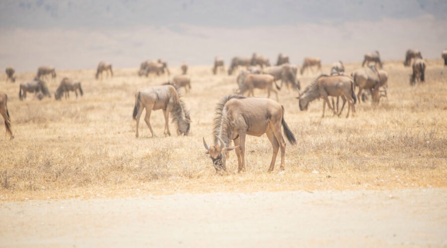 6 Days Migration Safari In Tanzania – Powerful 6-Day Wildebeest Adventure (2026/2027/2028)