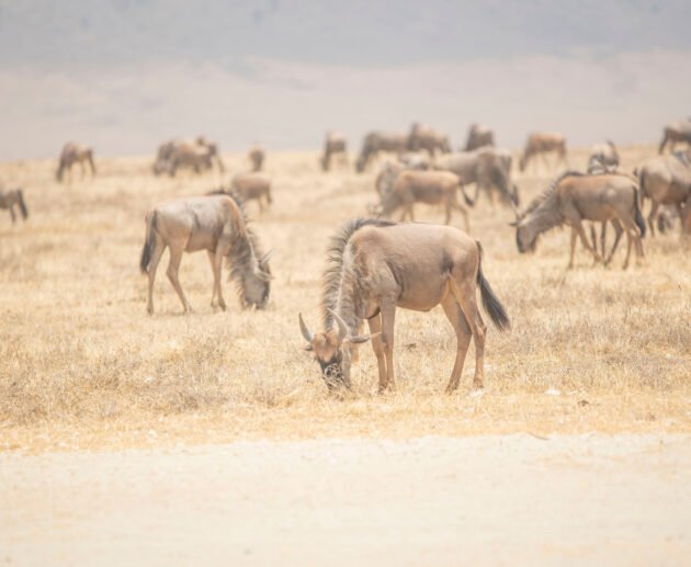 Wildebeest Migration Safari River Crossing - 6 Days 2026/2027/2028: Ultimate Serengeti Adventure You Cannot Miss