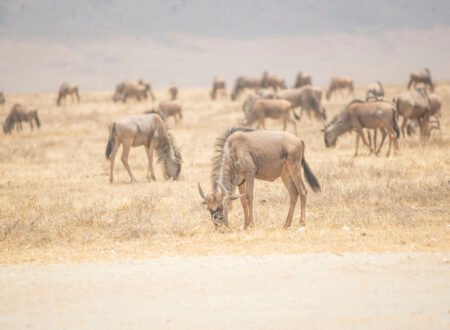 WILDEBEEST MIGRATION SAFARI KENYA & TANZANIA 2026/2027/2028 – 1 Ultimate African Wildlife Experience