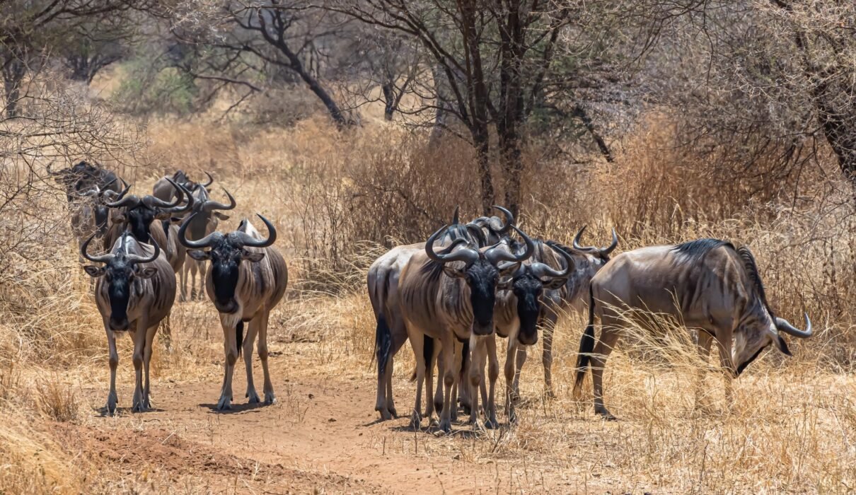 7-Day Tanzania Safari Itinerary: Serengeti & Great Migration – 1 Powerful Wildlife Experience 2026, 2027 & 2028