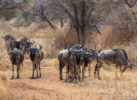 7-Day Tanzania Safari Itinerary: Serengeti & Great Migration – 1 Powerful Wildlife Experience 2026, 2027 & 2028