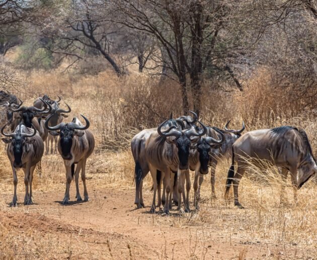 7-Day Tanzania Safari Itinerary: Serengeti & Great Migration – 1 Powerful Wildlife Experience 2026, 2027 & 2028