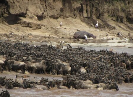 Experience the Thrill of a 7-Day Migration Safari Adventure! – 1 Epic Wildlife Journey 2026, 2027 & 2028