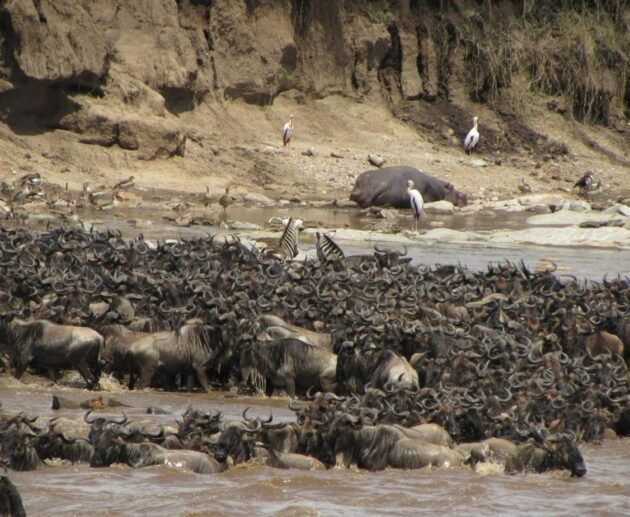 7 Days /6 Nights Adventure Wildlife Safari | 1 Ultimate Migration Crossing Experience 2026, 2027 & 2028
