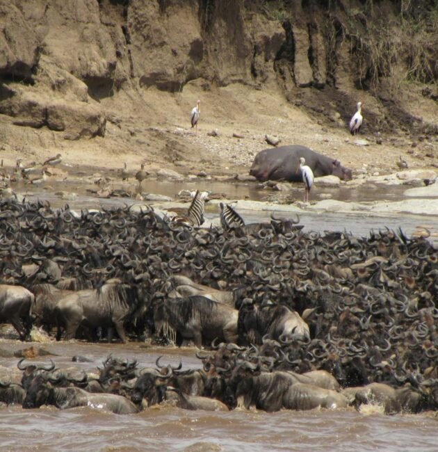 7-Day Tanzania Family-Friendly Migration Safari – 1 Incredible Wildlife Experience 2026, 2027 & 2028