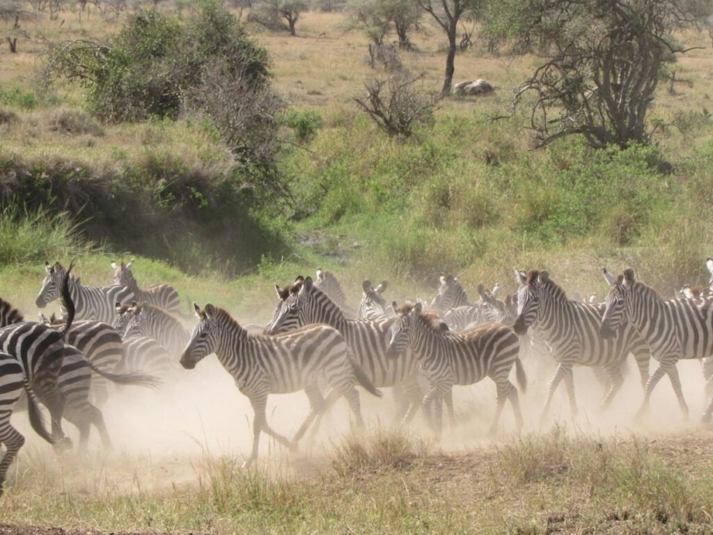 7-Day Tanzania Migration (Central and South Serengeti) – 1 Ultimate Wildlife Experience 2026, 2027 & 2028