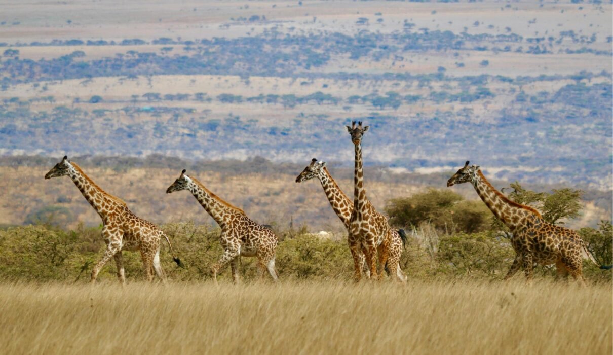 7 Days Tanzania Journey of the Wildebeest Migration Safari – 1 Ultimate Wildlife Experience 2026, 2027 & 2028