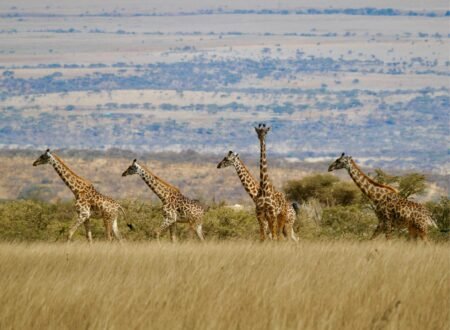 7 Days Tanzania Journey of the Wildebeest Migration Safari – 1 Ultimate Wildlife Experience 2026, 2027 & 2028