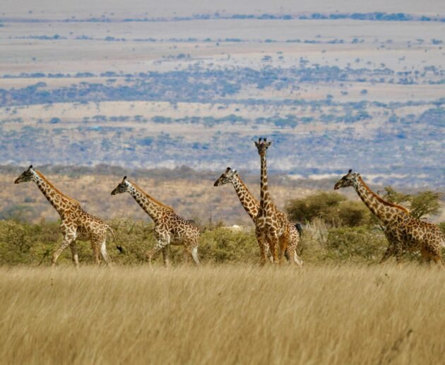 7 Days Tanzania Journey of the Wildebeest Migration Safari – 1 Ultimate Wildlife Experience 2026, 2027 & 2028