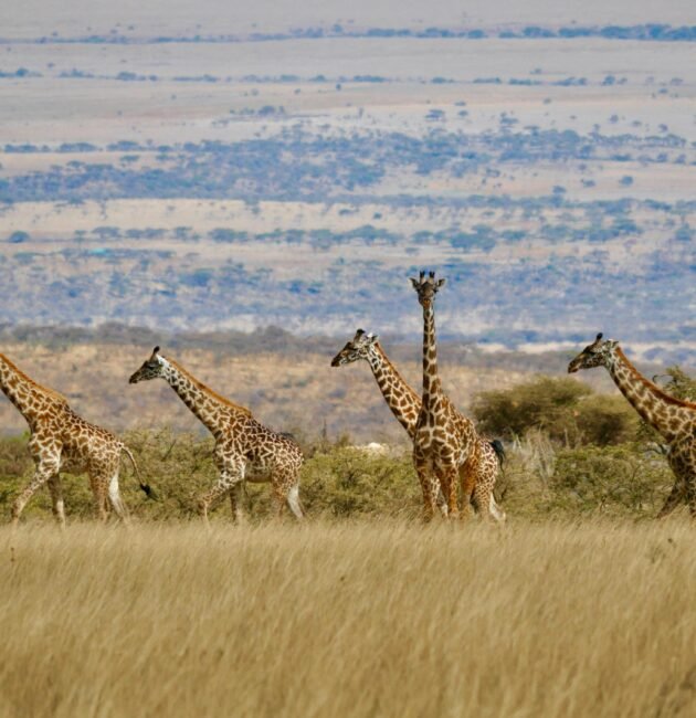 7 Days Tanzania Journey of the Wildebeest Migration Safari – Ultimate Wildlife Experience 2027, 2028 & 2029