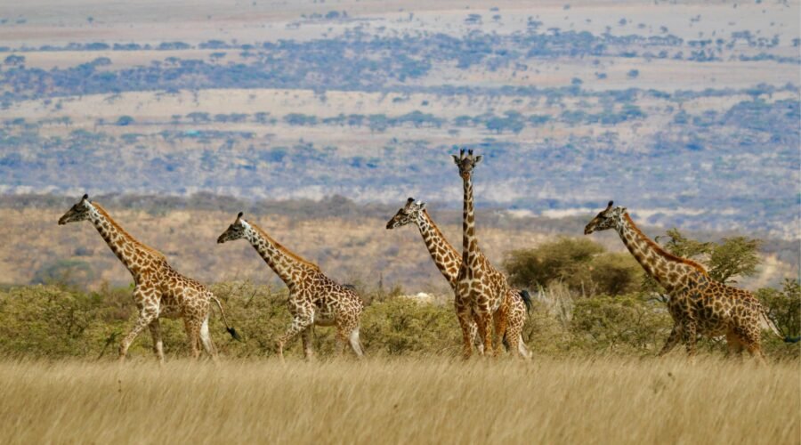 7 Days Tanzania Journey of the Wildebeest Migration Safari – 1 Ultimate Wildlife Experience 2026, 2027 & 2028