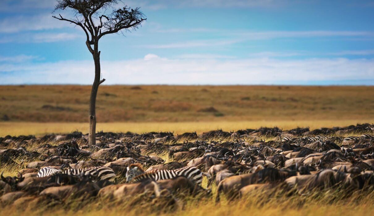 7 Day Great Migration in Serengeti and Big 5 Animals – 1 Powerful Safari Plan 2026, 2027 & 2028