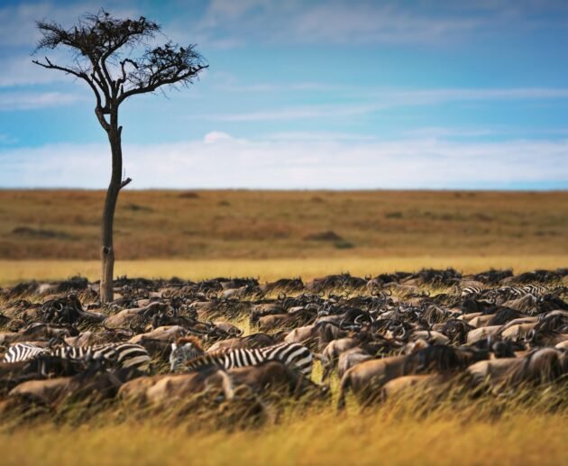 7 Day Great Migration in Serengeti and Big 5 Animals – 1 Powerful Safari Plan 2026, 2027 & 2028