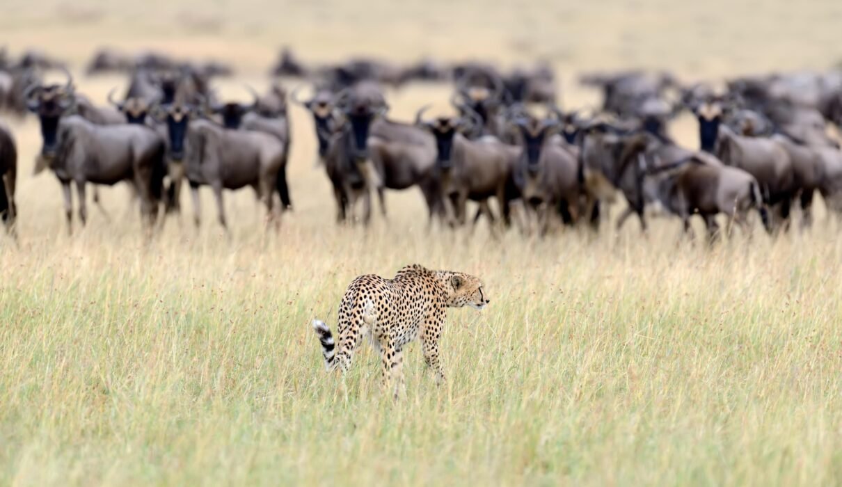 Top 10 Great Migration Safaris in Tanzania 2026/2027 – 1 Powerful Guide for 2026, 2027 & 2028