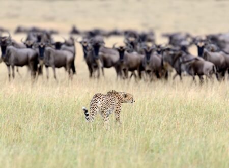 Top 10 Great Migration Safaris in Tanzania 2026/2027 – 1 Powerful Guide for 2026, 2027 & 2028
