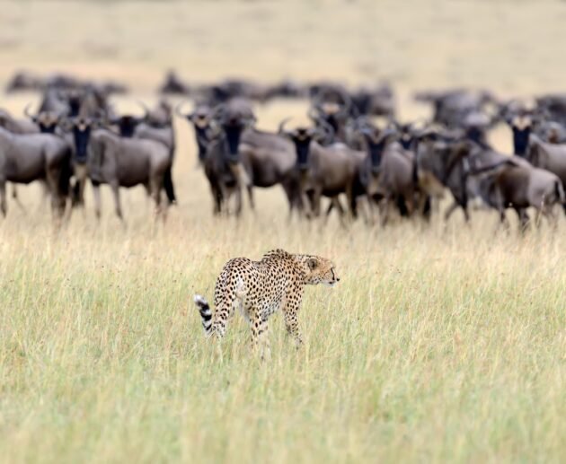 Top 10 Great Migration Safaris in Tanzania 2026/2027 – 1 Powerful Guide for 2026, 2027 & 2028