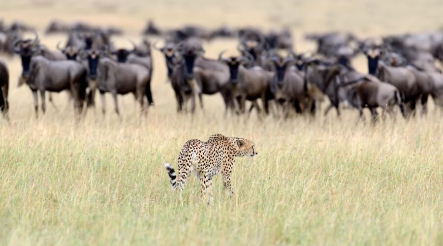 Top 10 Great Migration Safaris in Tanzania 2026/2027 – 1 Powerful Guide for 2026, 2027 & 2028