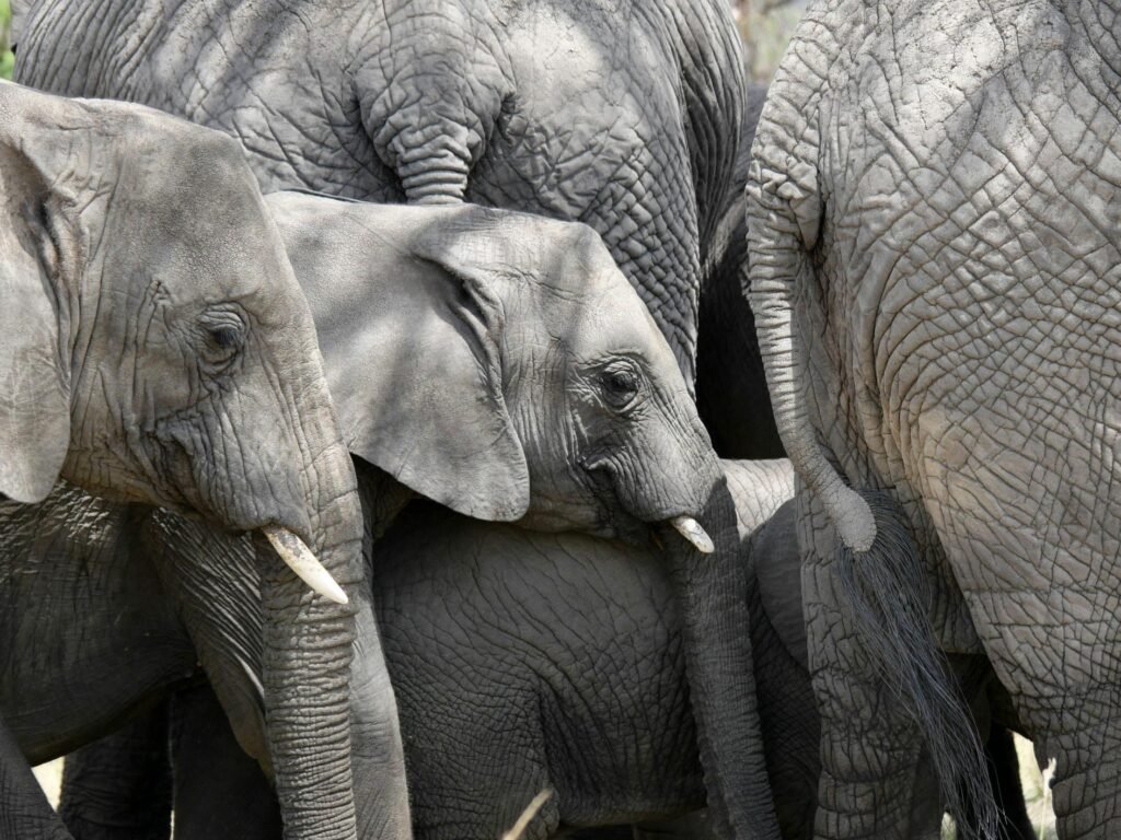 7 Day Great Migration in Serengeti and Big 5 Animals – 1 Powerful Safari Plan 2026, 2027 & 2028