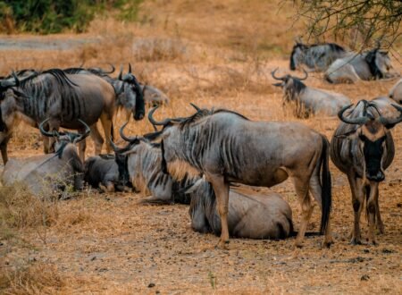 7-day Great Migration Safari July to October Adventure – 1 Stunning Wildlife Experience 2026, 2027 & 2028