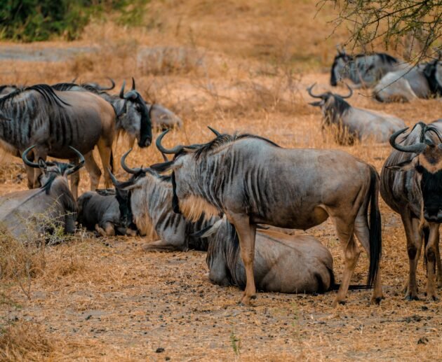 7-day Great Migration Safari July to October Adventure – 1 Stunning Wildlife Experience 2026, 2027 & 2028
