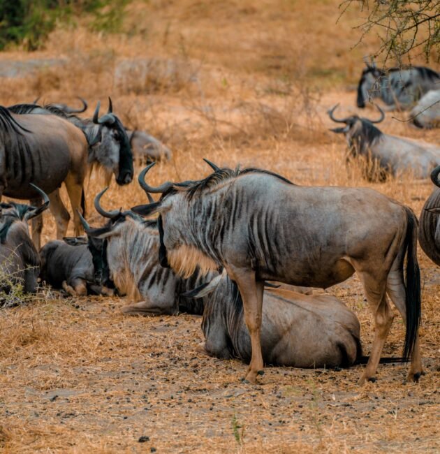 7-day Great Migration Safari July to October Adventure – 1 Stunning Wildlife Experience 2026, 2027 & 2028