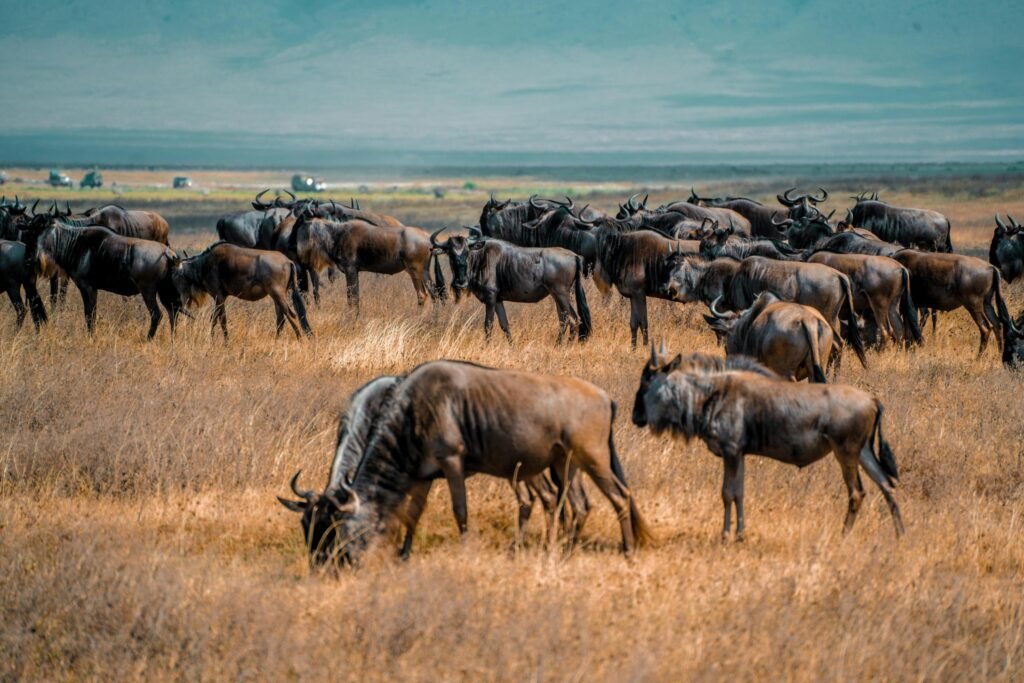 7 Day Migration Safari (Tarangire, Ngorongoro & Serengeti) – 1 Powerful Wildlife Experience 2026, 2027 & 2028