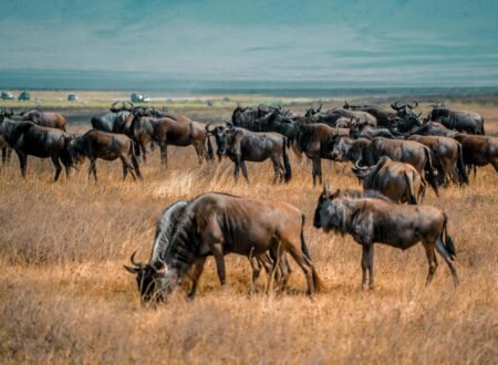 The Ultimate Tanzania Great Migration Safari (July) – 1 Powerful Guide 2026, 2027 & 2028