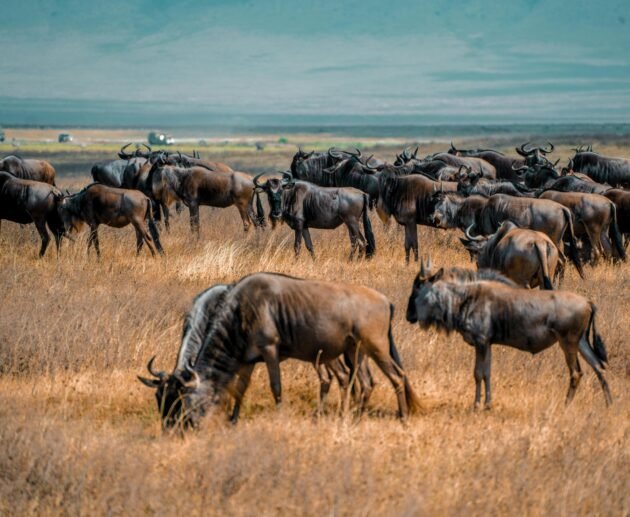 The Ultimate Tanzania Great Migration Safari (July) – 1 Powerful Guide 2026, 2027 & 2028